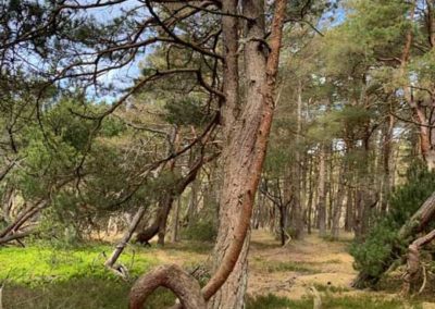 Haverdals Naturreservat Symbol och roliga träd