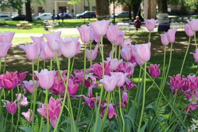 Kyrkparken Skövde