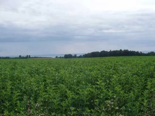 Pilgrimsled Hjo-Kungslena – Böljande fält och vidsträckta vyer Ett grönskande fält sträcker sig mot horisonten, en av de många vackra vyerna längs leden.
